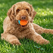 Dog with Guru Ball