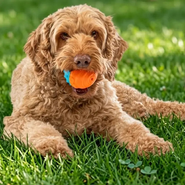 Dog with Guru Ball