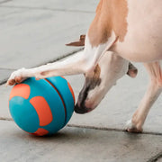 Dog with Guru Bobble Ball