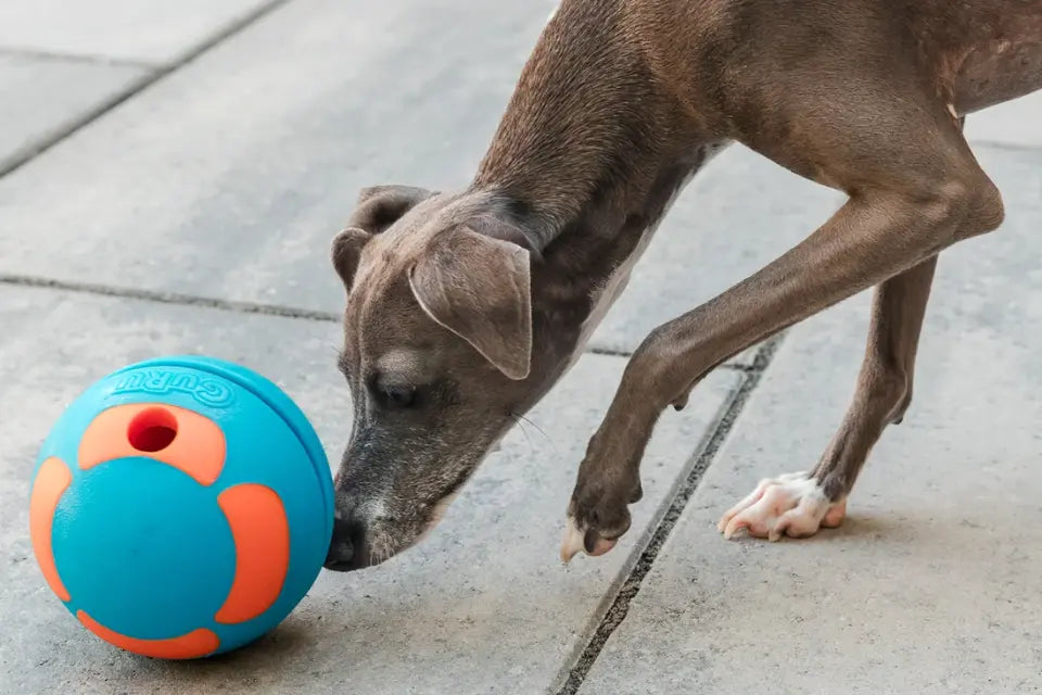 Dog with Guru Bobble Ball