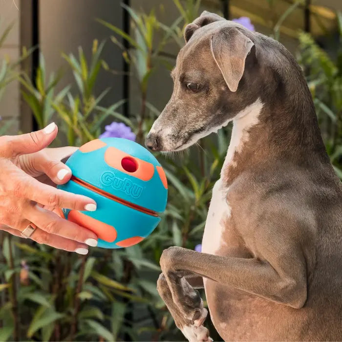 Dog with Guru Bobble Ball