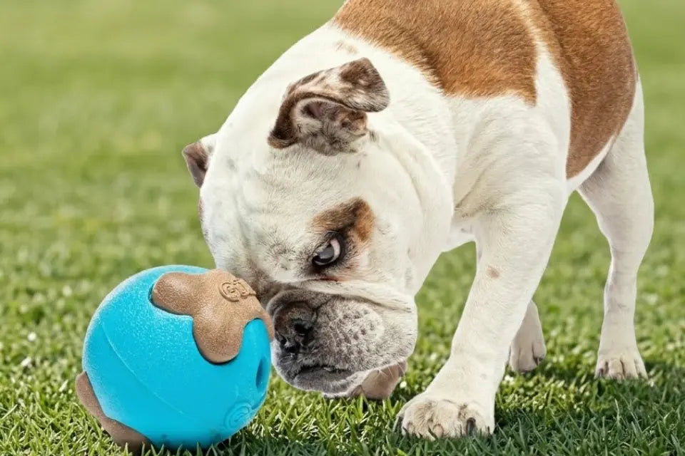 Dog with Guru Busy Ball