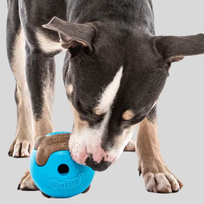 Dog with Guru Busy Ball