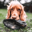 Dog with Hairy Cow Ear