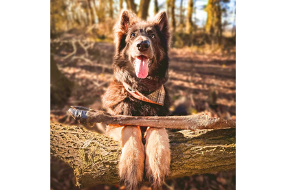 Dog with Hairy Deer Leg