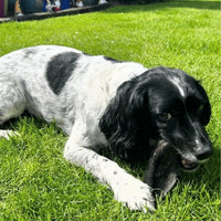 Dog with Hairy Lamb Ear