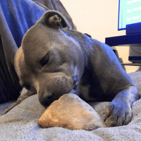 Dog with Hollow Cow Hoof