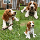 Puppy with Jumbo Sausage