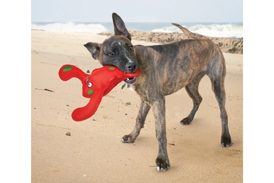 Dog with KONG Belly Flops Lobster