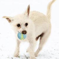 Dog with KONG CoreStrength Ball