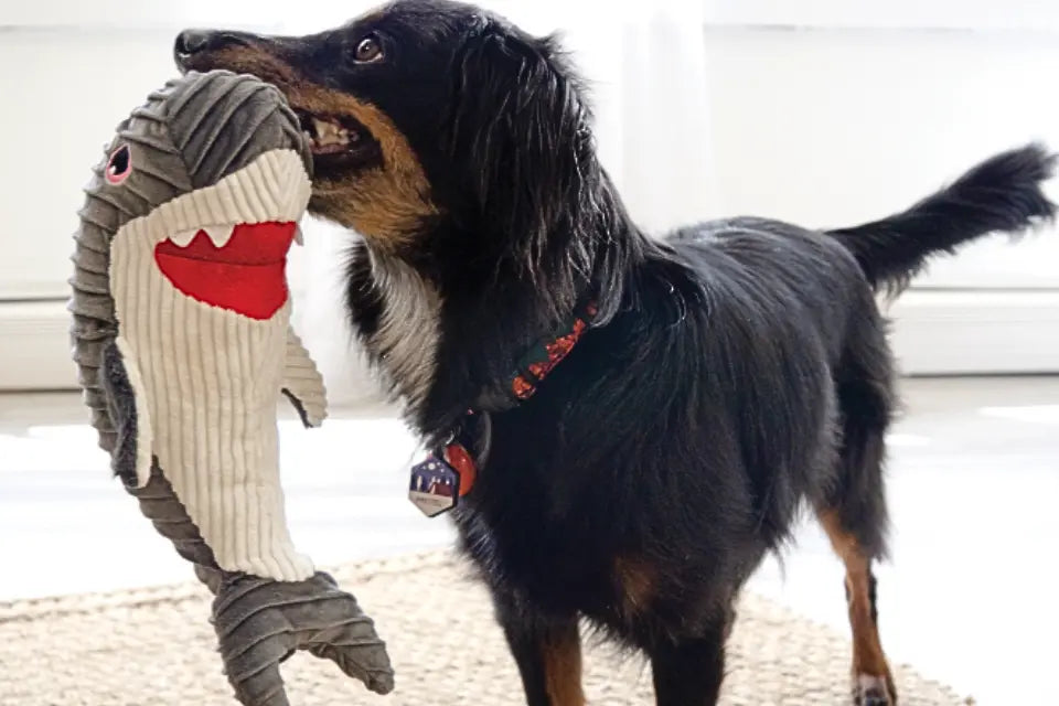 Dog with KONG Cuteseas Rufflez Shark Toy