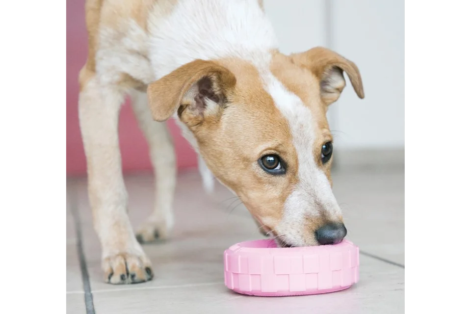 Dog with KONG Puppy Tires Toy