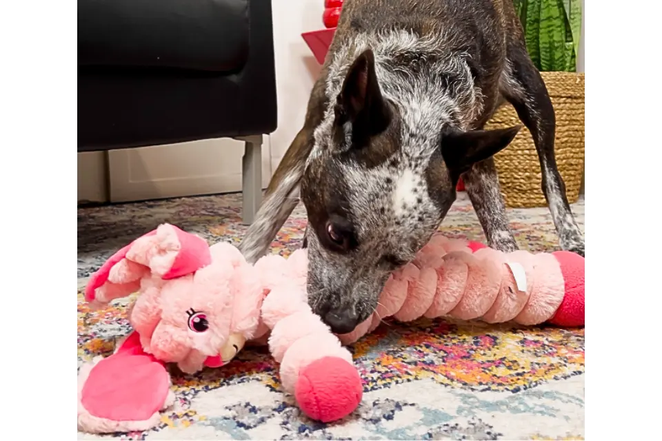 Dog with KONG Shakers Crumples Bunny