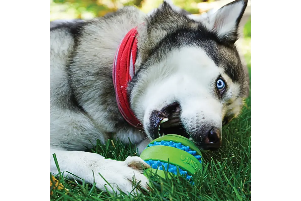Dog with KONG Squeezz Goomz Ball