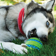Dog with KONG Squeezz Goomz Ball