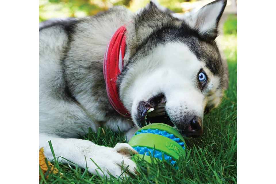 Dog with KONG Squeezz Goomz Ball