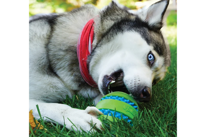 Dog with KONG Squeezz Goomz Ball