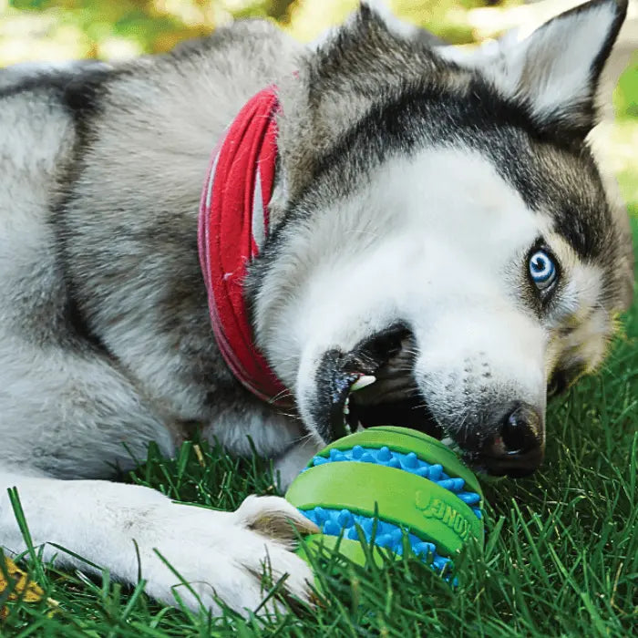 Dog with KONG Squeezz Goomz Ball