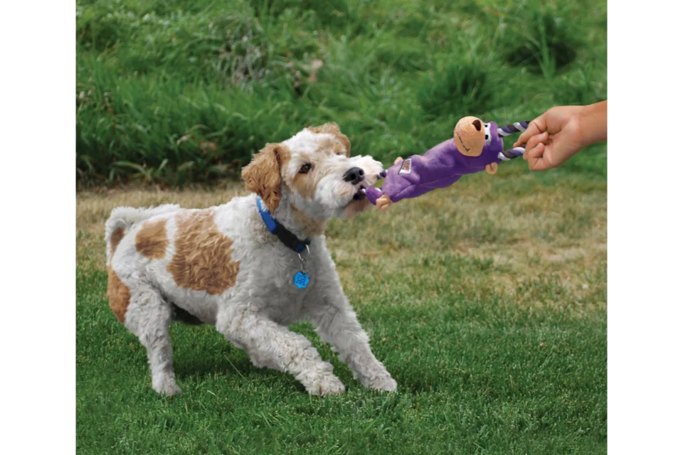 Dog with KONG Tugger Knots