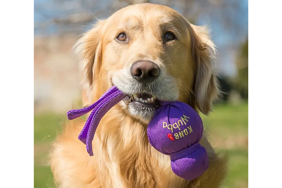 Dog with KONG Wubba