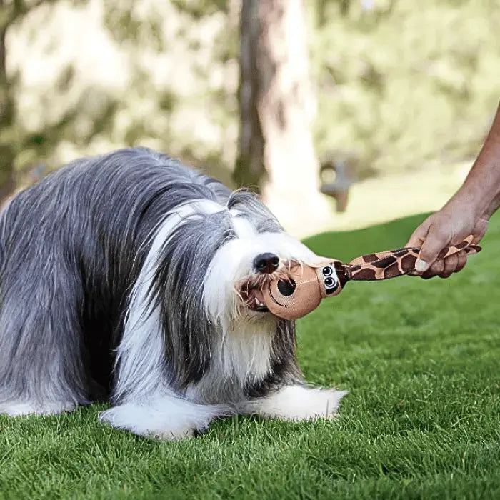 Dog with KONG Wubba Floppy Ears