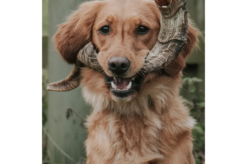 Dog with Lamb Horn