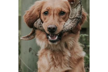 Dog with Lamb Horn