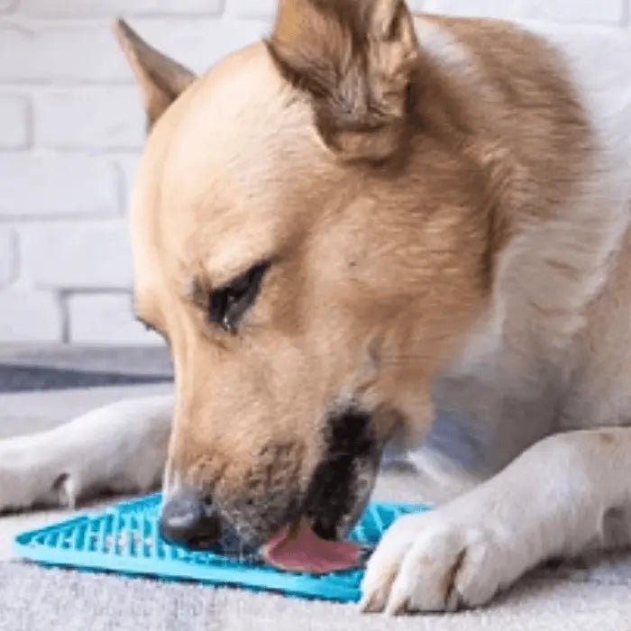 Dog with Lick Mat