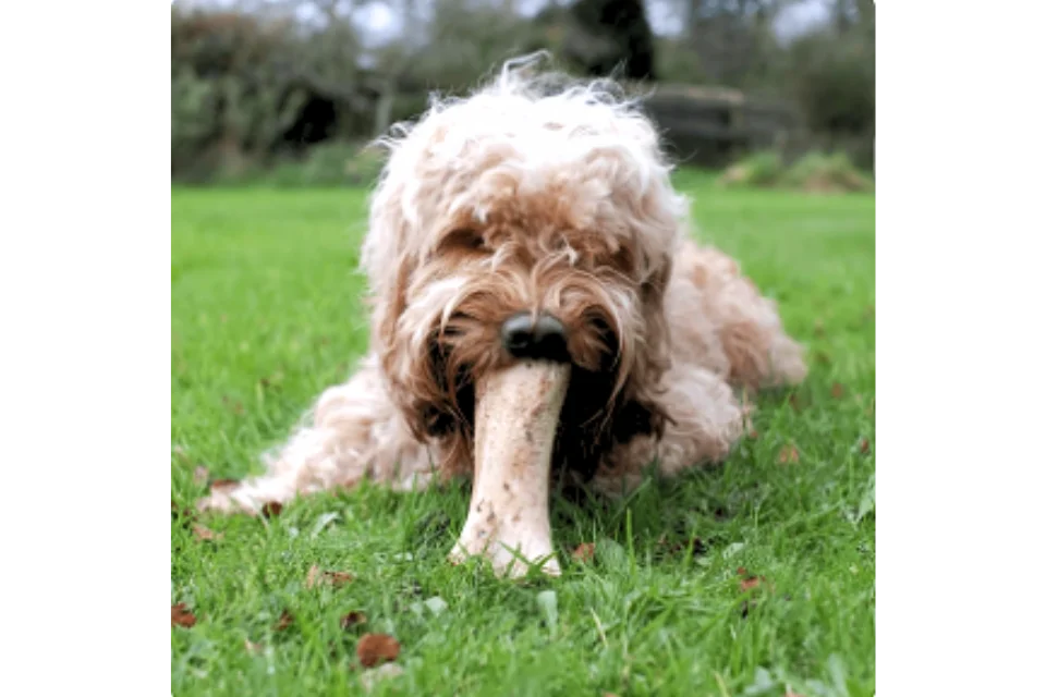 Dog with Meat Filled Bone