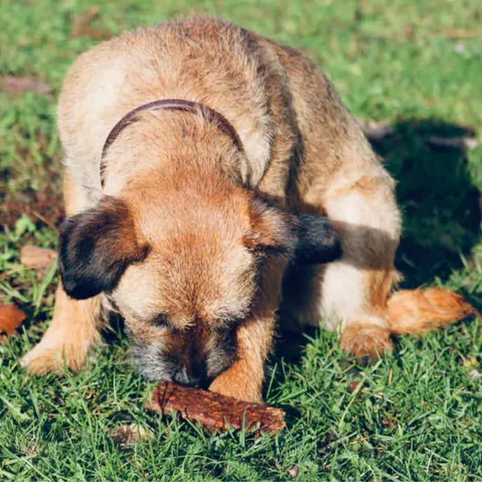 Dog with Strips