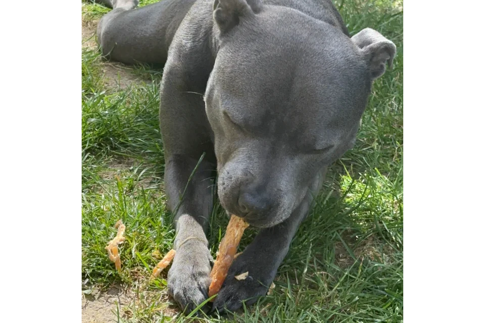 Dog with Paddywack