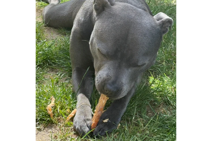 Dog with Paddywack