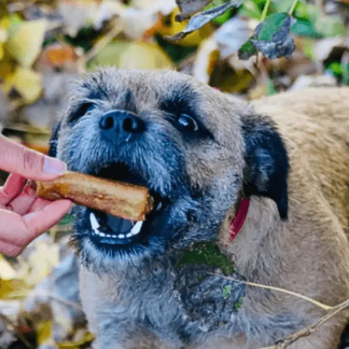 Dog with Pig in Blanket