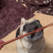 Dog with Dogtropolis Pork Spaghetti