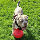 Dog with Red Boomer Ball
