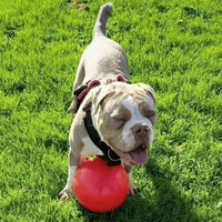 Dog with Red Boomer Ball