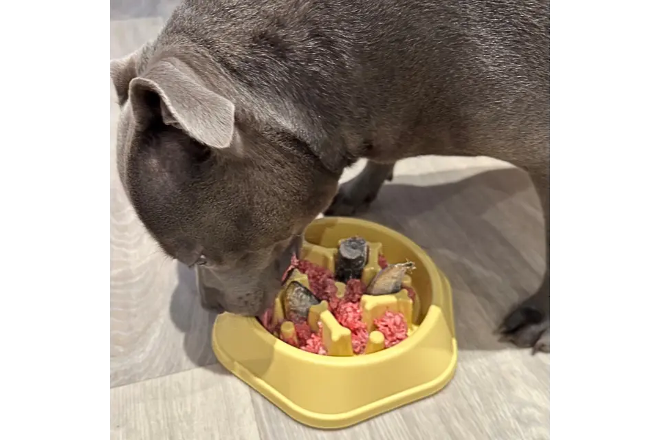 Dog with Slow Feeder Bowl