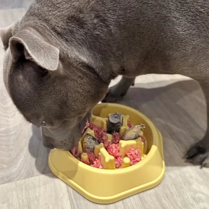 Dog with Slow Feeder Bowl
