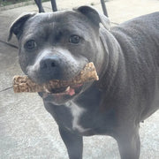 Dog with 15cm Trachea