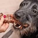 Dog with Small Trachea