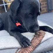 Dog with Trachea