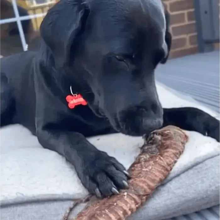 Dog with Trachea