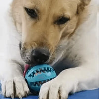Dog with Treat Ball
