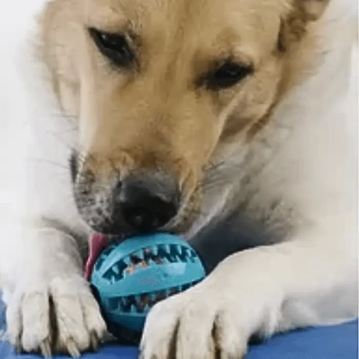 Dog with Treat Ball