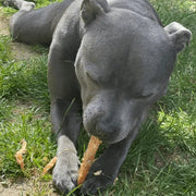 Dog with Treat