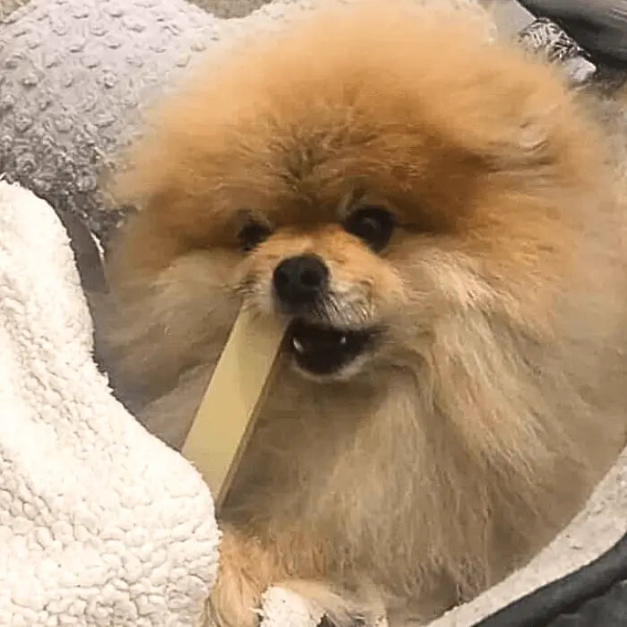 Dog with Yak