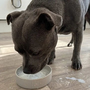 Dog drinking Goats Milk Powder