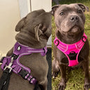 Dogs in Truelove Harnesses