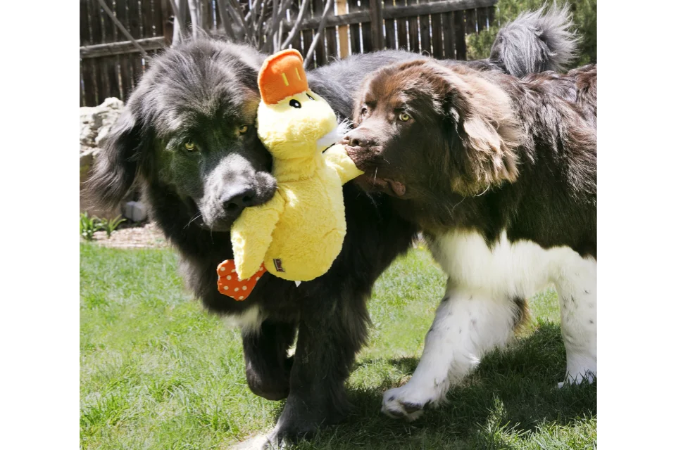Dogs with KONG Comfort Jumbo Dog Toy