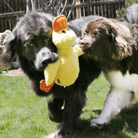 Dogs with KONG Comfort Jumbo Dog Toy